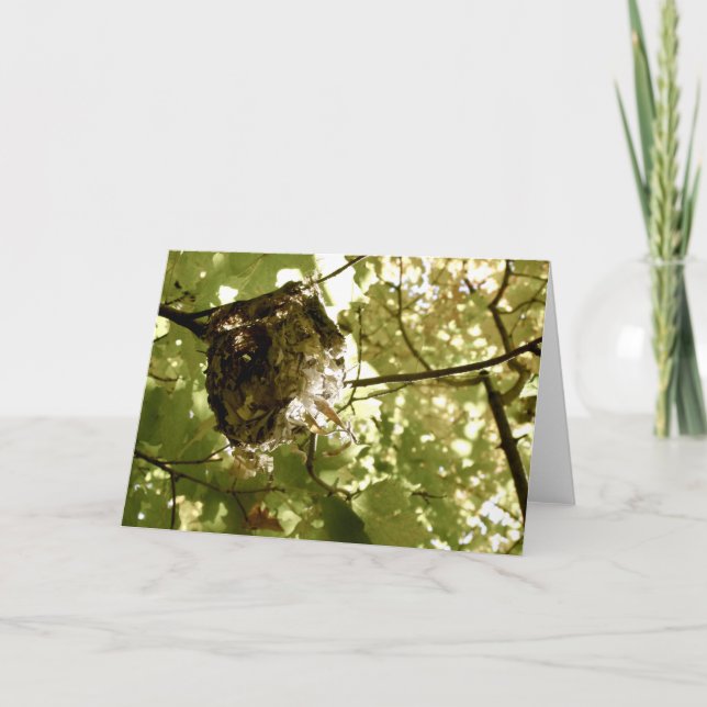 Summer Quarters - Vireo Nest Greeting Card (Front)