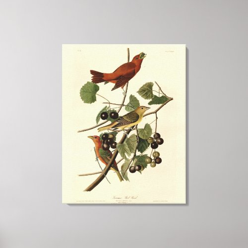 Summer Red Bird Tanager Audubon Birds of America Canvas Print