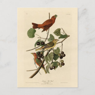 Summer Red Bird (Tanager) Audubon Birds of America Postcard