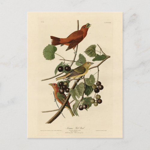 Summer Red Bird Tanager Audubon Birds of America Postcard