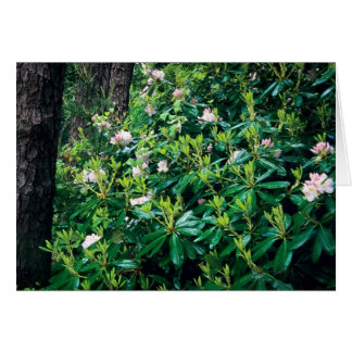 Summer Rhododendrons Cards