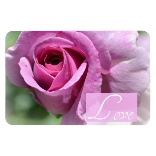 Summer Rose Magnet (Horizontal)