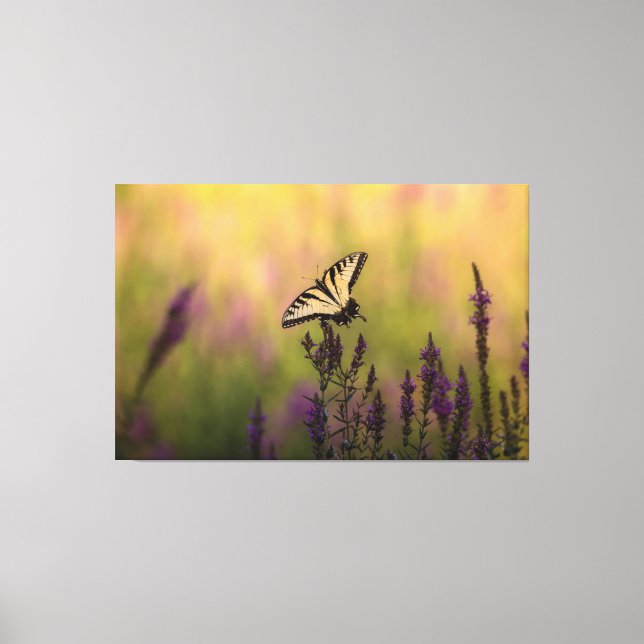 Summer Scene, Butterfly and Loosestrife  Canvas Print (Front)