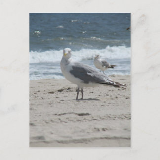 Summer Sea Gull Postcard