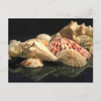 Summer Seashell Collection Postcard by debinSC at Zazzle