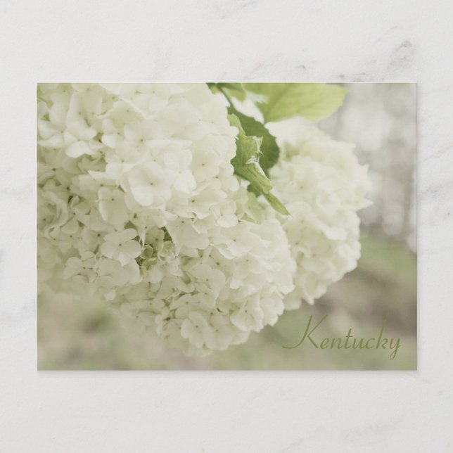 Summer Snow by JerseyFawn Postcard (Front)