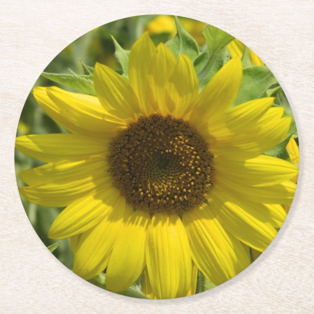Summer Sunflower Round Paper Coaster (Front)