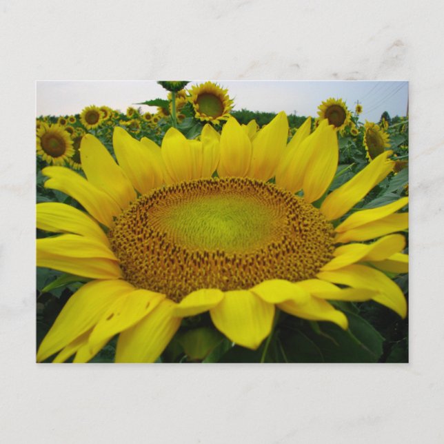 Summer Sunflower Series Postcard (Front)