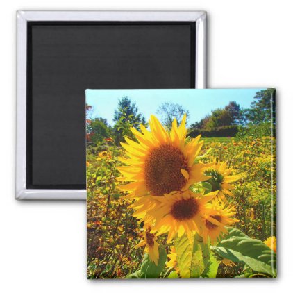 Summer Sunflower Square Fridge Magnet
