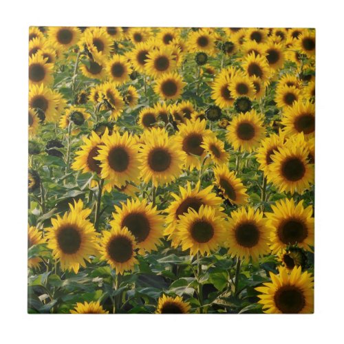 Summer Sunflowers Ceramic Tile