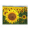 Summer Sunflowers Postcard