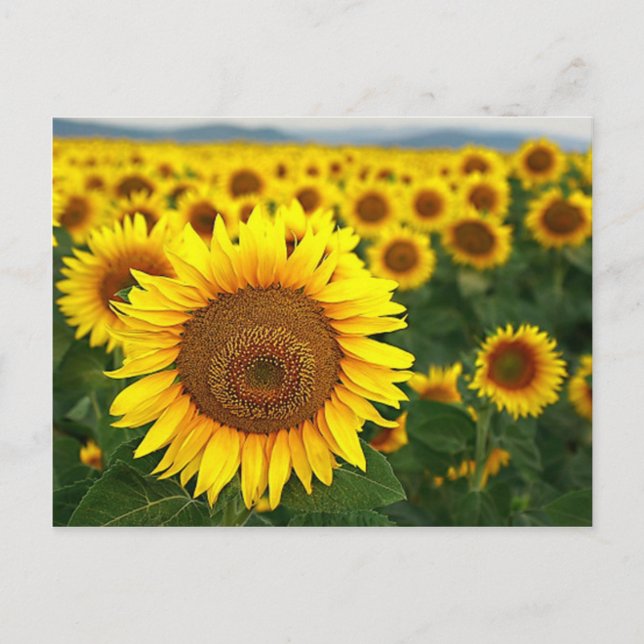 Summer Sunflowers Postcard (Front)