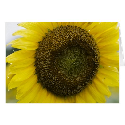 Summer sunshine cards (Front Horizontal)