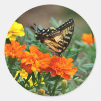Summer - Swallowtail Butterfly and Pretty Marigold Classic Round Sticker