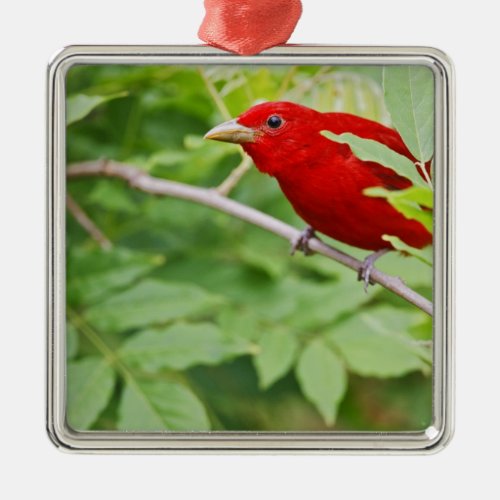 Summer Tanager Piranga rubra male spring Metal Ornament