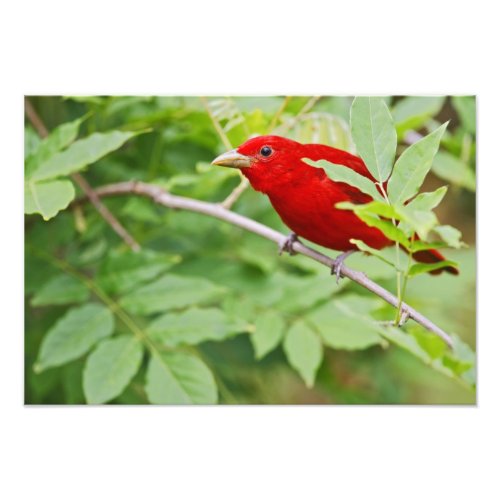 Summer Tanager Piranga rubra male spring Photo Print