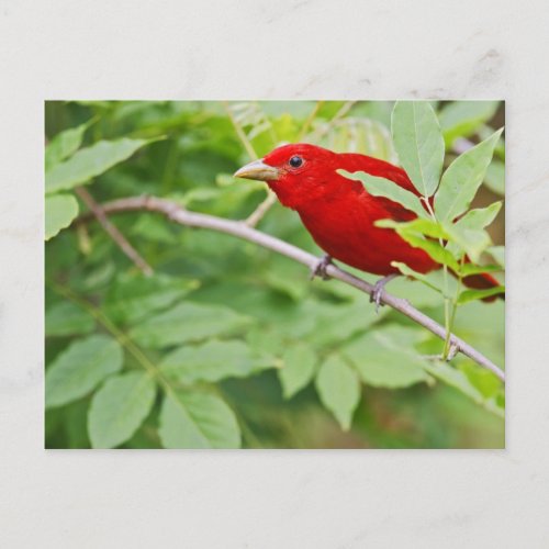 Summer Tanager Piranga rubra male spring Postcard