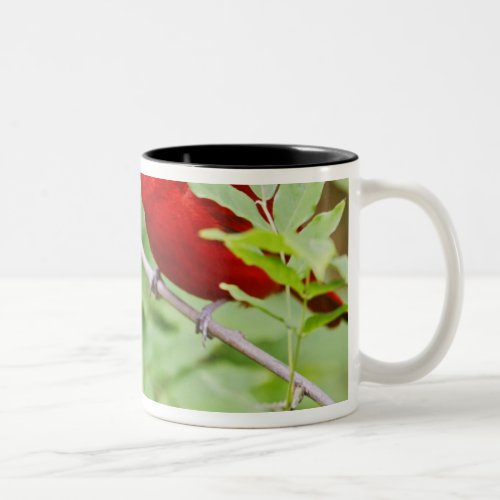 Summer Tanager Piranga rubra male spring Two_Tone Coffee Mug