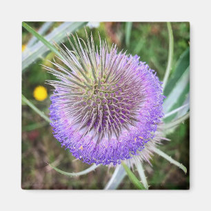 Summer Thistle Flower Magnet