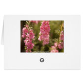 summer thoughts (Back Horizontal)