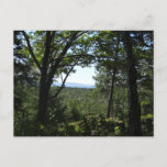 Summer View in Acadia National Park Postcard