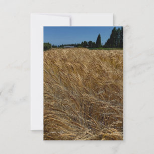 Summer Wheat Field Note Card
