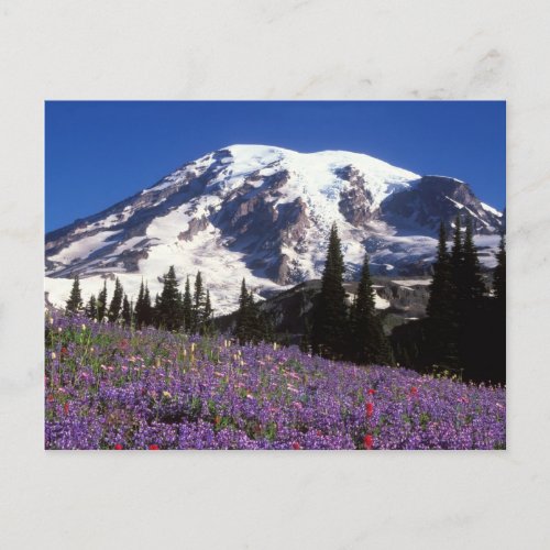 summer wildflowers at the base of Mount Rainier 2 Postcard