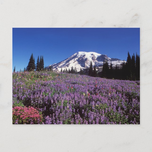 summer wildflowers at the base of Mount Rainier, Postcard (Front)