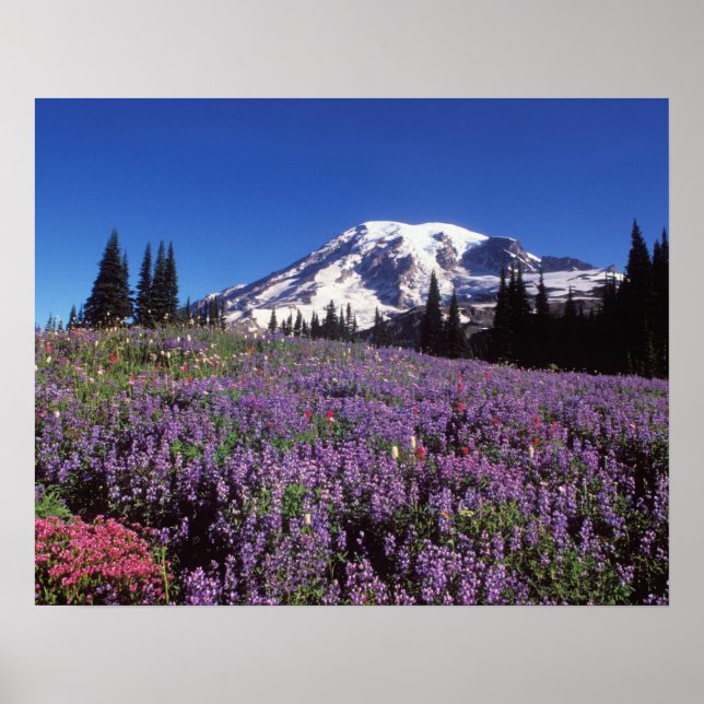 summer wildflowers at the base of Mount Rainier, Poster (Front)
