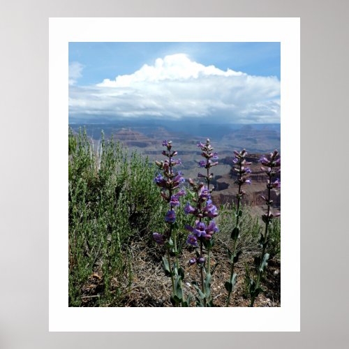 Summer Wildflowers Grand Canyon National Park Poster