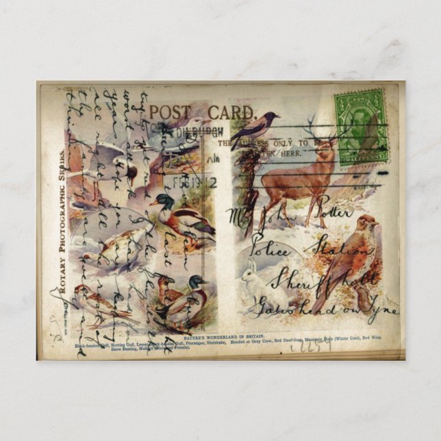 Summer & Winter Wildlife Postcard (Front)