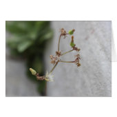 Summer Wish Weed (Front Horizontal)