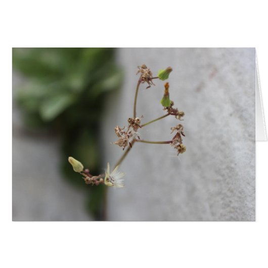 Summer Wish Weed (Front Horizontal)