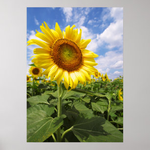 Summer Yellow Sunflower Photo Nature Wall Poster