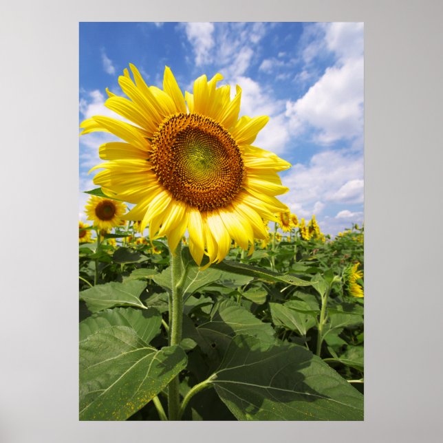 Summer Yellow Sunflower Photo Nature Wall Poster (Front)