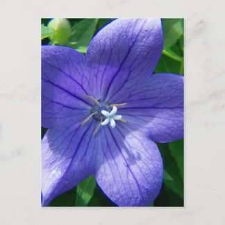 SummerFlowers006 Postcard