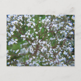 SummerFlowers033 Postcard