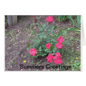 Summers Love Cards (Front Horizontal)