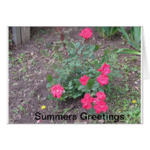 Summers Love