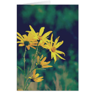 Summertime Wildflowers Cards
