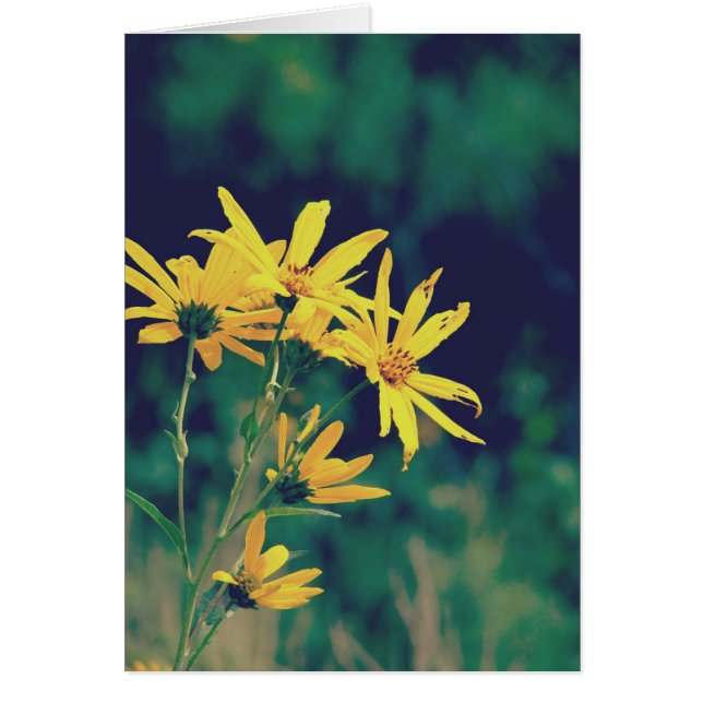 Summertime Wildflowers Cards (Front)