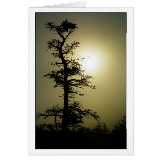 Summit Tree Cards (Front)