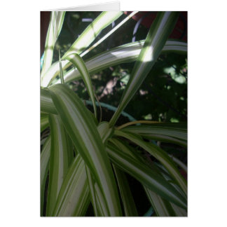 Sun and Shade Cards