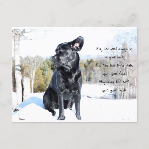 Sun and Wind _ Dog Quote _ Black Labrador Postcard