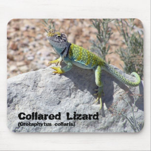 Sun Bathing Collared Lizard Close-Up Photograph Mouse Pad