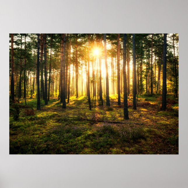 Sun beams shines in pine forest poster (Front)