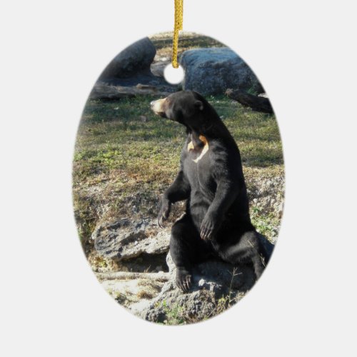 Sun Bear at the Zoo Ceramic Ornament