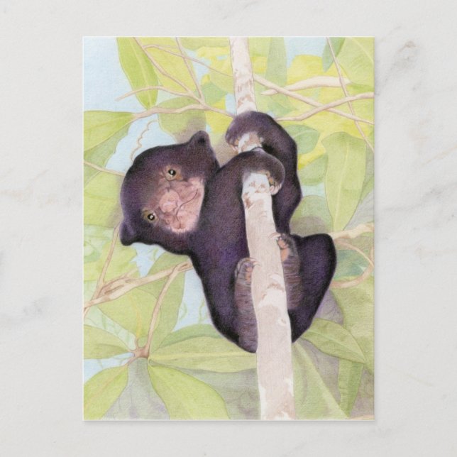 Sun Bear Cub Postcard (Front)