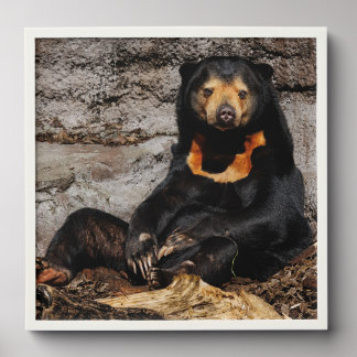 Sun Bear Pause Peel And Stick Photo Tile