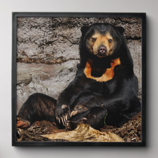 Sun Bear Pause Peel And Stick Photo Tile